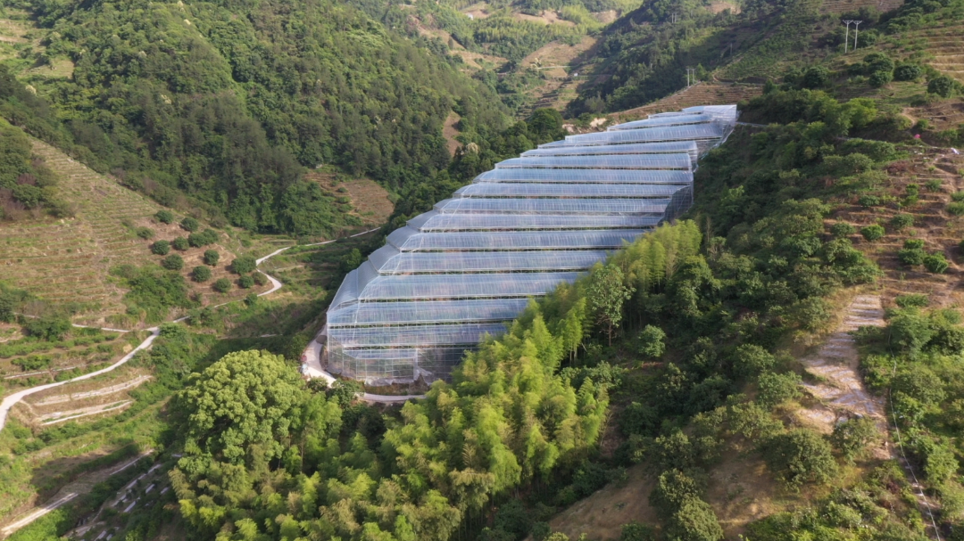 最近每天最重要的事就是在大棚里细细查看,虽然现在大部分杨梅还没有